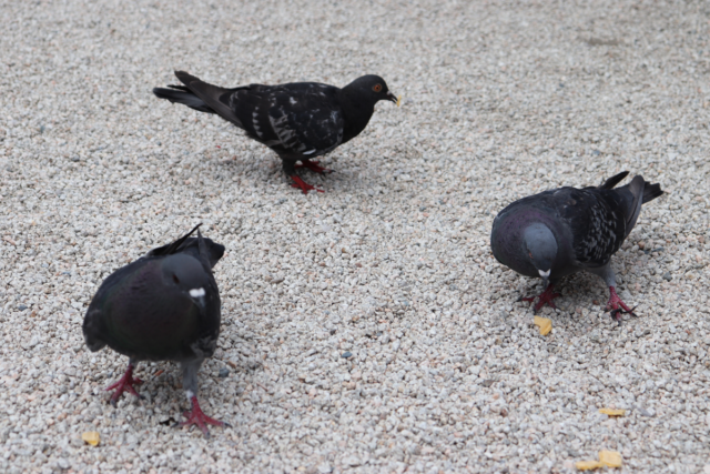 筥崎宮の鳩